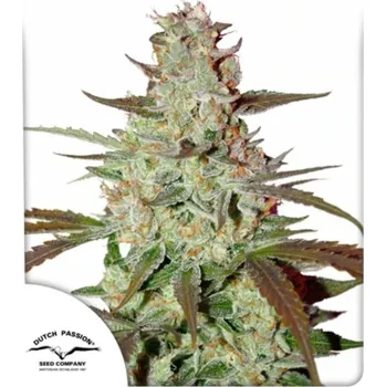 Semeno Dutch Passion - Blue Auto Mazar 3 ks