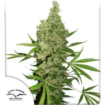 Semeno Dutch Passion - White Widow x The Ultimate regular 10 ks