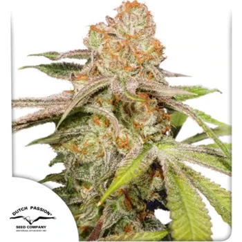 Semeno Dutch Passion - Auto MAC #1 3 ks