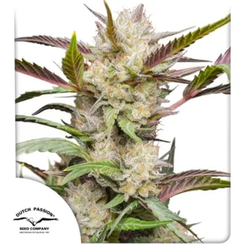 Semeno Dutch Passion - Auto Mimosa Punch 3 ks