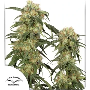 Semeno Dutch Passion - Pamir Gold 3 ks