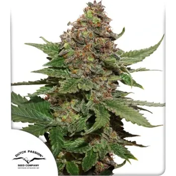 Semeno Dutch Passion - Strawberry Cough 3 ks