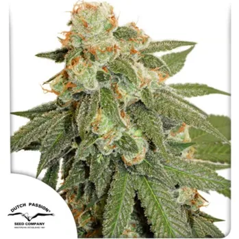 Pěstitelství Dutch Passion - Auto Orange Bud 3 ks