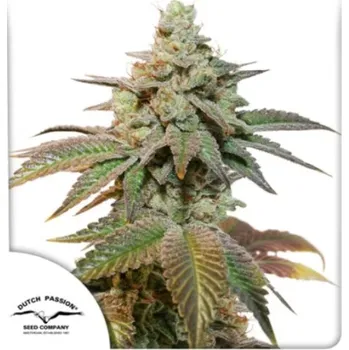 Semeno Dutch Passion - Auto Kerosene Krash 100 ks