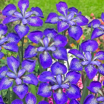 Cibulovina KOSATEC ´SIBIRICA I SEE STARS´