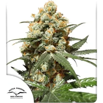 Semeno Dutch Passion - Orange Hill Special 100 ks