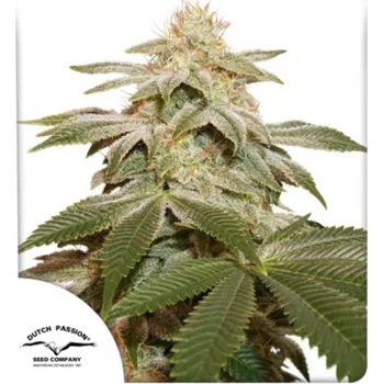 Semeno Dutch Passion - Sugar Bomb Punch 3 ks