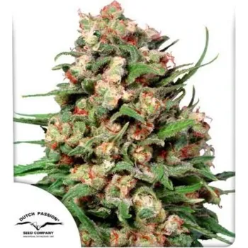 Semeno Dutch Passion - Skunk #1 regular 10 ks