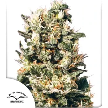 Semeno Dutch Passion - Euforia regular 10 ks