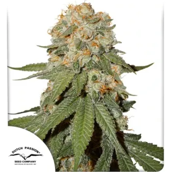 Semeno Dutch Passion - Orange Bud 3 ks