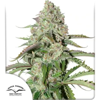 Semeno Dutch Passion - Auto Colorado Cookies 3 ks