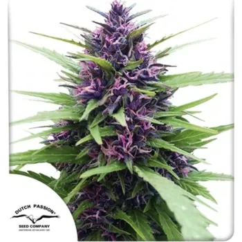 Semeno Dutch Passion - Shaman 3 ks