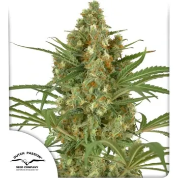 Semeno Dutch Passion - Snow Bud 3 ks