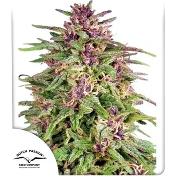 Semeno Dutch Passion - Frisian Dew 3 ks