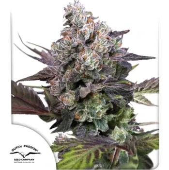 Semeno Dutch Passion - Candy Bubatz XL 3 ks