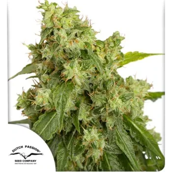 Semeno Dutch Passion - Auto Xtreme 3 ks