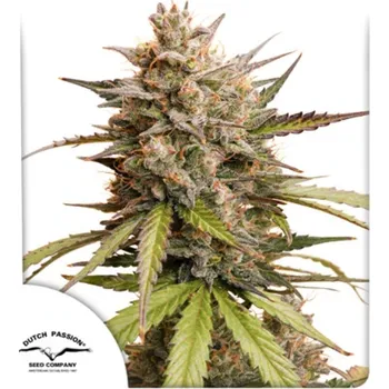 Semeno Dutch Passion - Melonade Runtz Auto 7 ks