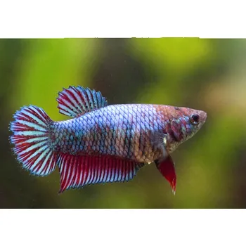 Bojovnice pestrá samice F - Betta splendens female