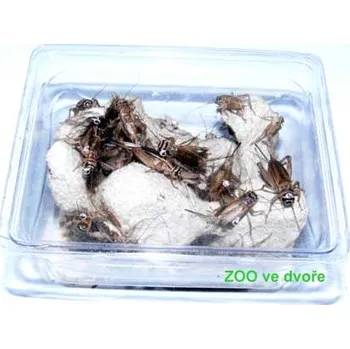 Teraristika Ostatní Cvrčci v krabičce menší