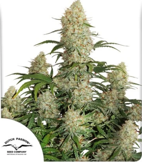 Dutch Passion - Auto Critical Orange Punch 3 ks