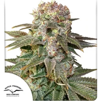 Semeno Dutch Passion - C-Vibez 100 ks