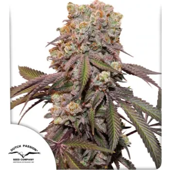 Semeno Dutch Passion - Auto Candy Bubatz XL 3 ks