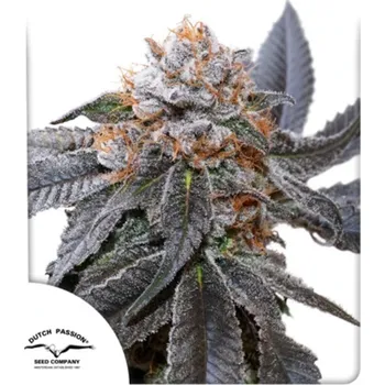 Semeno Dutch Passion - Blue Zushi 100 ks