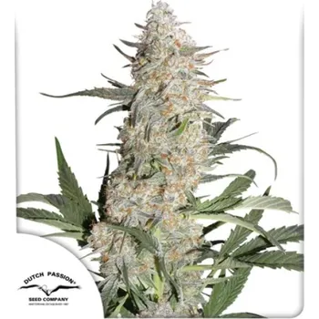 Semeno Dutch Passion - Critical Orange Punch 10 ks