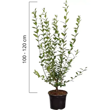 Sazenice Ptačí zob obecný 'ATROVIRENS' 100-120cm, kontejner