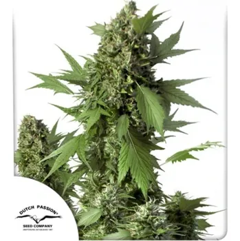 Semeno Dutch Passion - Auto Duck 3 ks