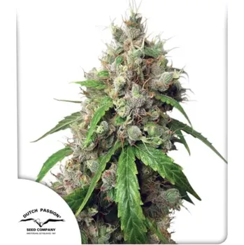 Pěstitelství Dutch Passion - Auto Euforia 7 ks