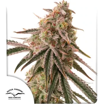 Semeno Dutch Passion - Frozen Biscotti 3 ks