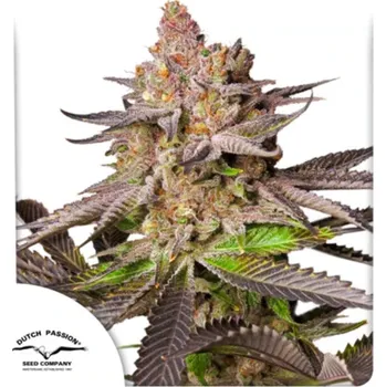 Semeno Dutch Passion - Melonade Runtz 3 ks