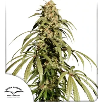 Semeno Dutch Passion - Ice Cream Haze 3 ks