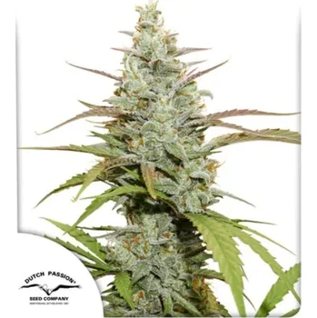 Semeno Dutch Passion - Mokums Tulip 5 ks