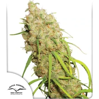 Semeno Dutch Passion - Desfran 3 ks