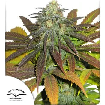 Semeno Dutch Passion - Californian Orange 3 ks