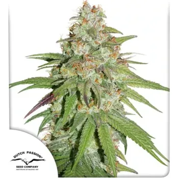 Semeno Dutch Passion - Glueberry O.G. 3 ks