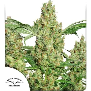 Semeno Dutch Passion - Power Plant regular 10 ks