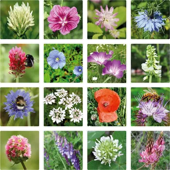 Kosmetická sada Semínkové bomby - dárková sada pro učitele menší Zajíček Blossombs 7ks