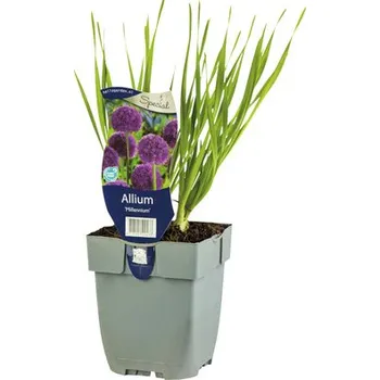 Květináč Okrasný česnek FloraSelf Allium 'Millenium' 5-20 cm květináč 0,5 l