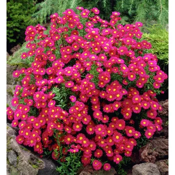 Sazenice Hvězdnice novobelgická ´CRIMSON BROCADE´ kont. 0,5 l