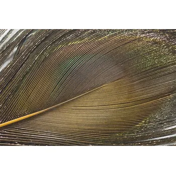 Paví oko Peacock Eye Golden Olive