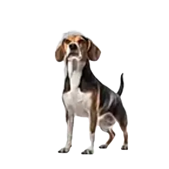 samolepka Samolepky - pejsci IV (sada 5 ks)