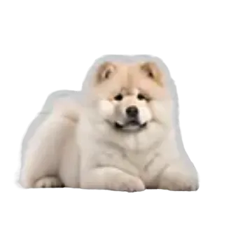 samolepka Samolepky - pejsci V (sada 5 ks)