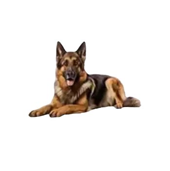 samolepka Samolepky - pejsci VI (sada 5 ks)