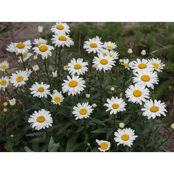 Sazenice levandule-online.cz Kopretina bílá - Leucanthemum superbum \" Becky \" 9 cm