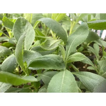 Sazenice Salvia apiana