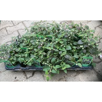 Sazenice Lippia dulcis Colada