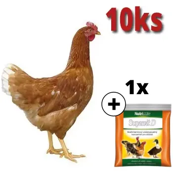 Hnědá kuřice Dominant 10 ks + Supervit D 100 g ZDARMA